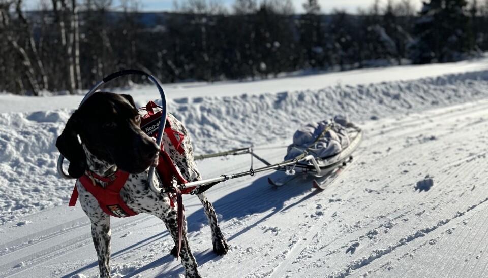 Hunden Chillie er glad i å trekke både skiløpere og pulk. Chillie