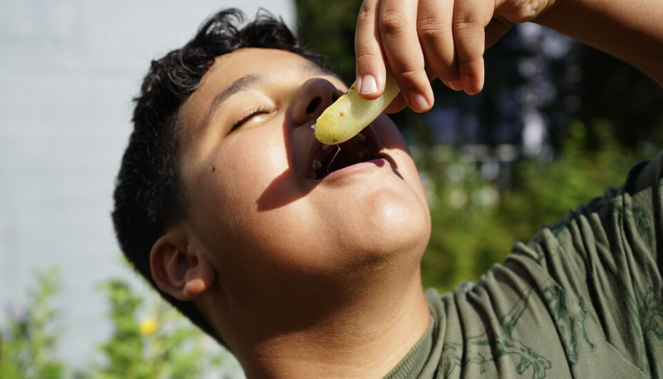 Elevene i sjetteklasse på Vadmyra skole forteller at de liker sukkerertene best.