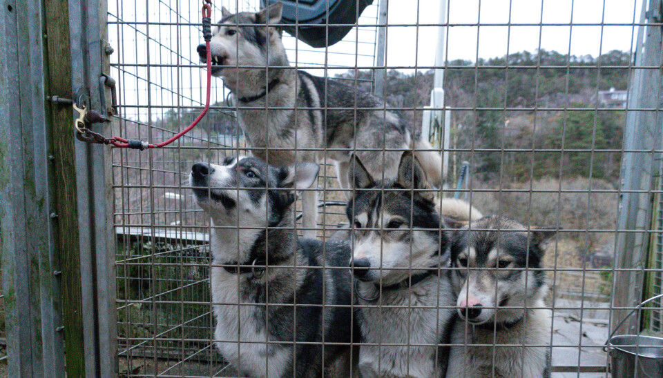 I hele hagen har ekteparet bygd hundegårder med høye gjerder og stor plass for hundene å boltre seg på. Johansen forteller at deres løsning har blitt brukt som eksempel hos Mattilsynet for urbant hundehold.