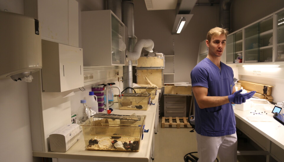 Kongsgård viser gjerne frem laboratoriet der de forsker på mus.