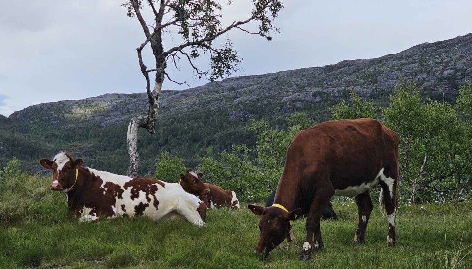 Nils Martin Seim sine kuer på beite